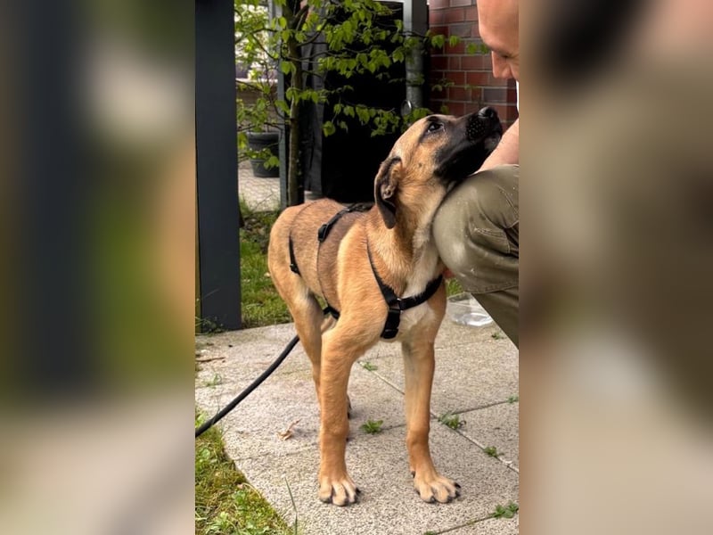 Dickie, geb. ca. 11/2025, lebt bei einer Familie in 46236 Bottrop