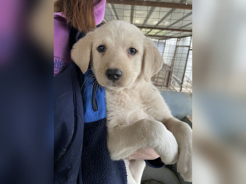 Gracie, geb. ca. 11/2025, lebt in GRIECHENLAND, auf einer privaten Pflegestelle