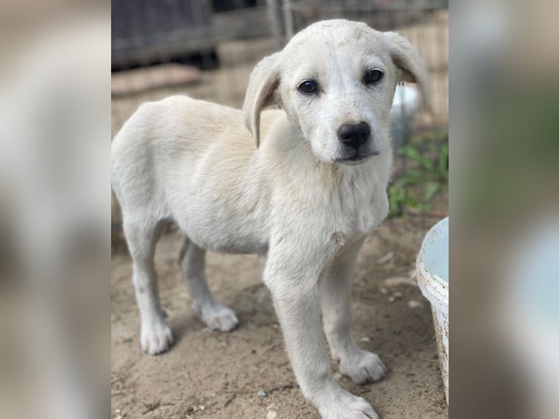 Mochina, geb. ca. 01/2026, lebt in GRIECHENLAND, auf einer privaten Pflegestelle