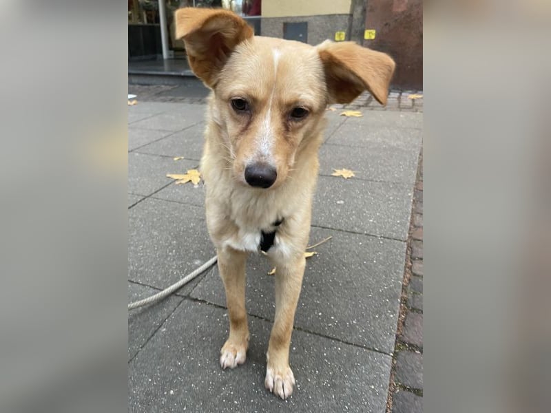 Yumi, geb. ca. 05/2025, lebt auf einer Pflegestelle in 52066 Aachen