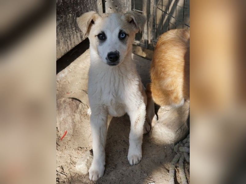 Maple, geb. ca. 12/2025, lebt auf einer Pflegestelle in 52531 Übach-Palenberg
