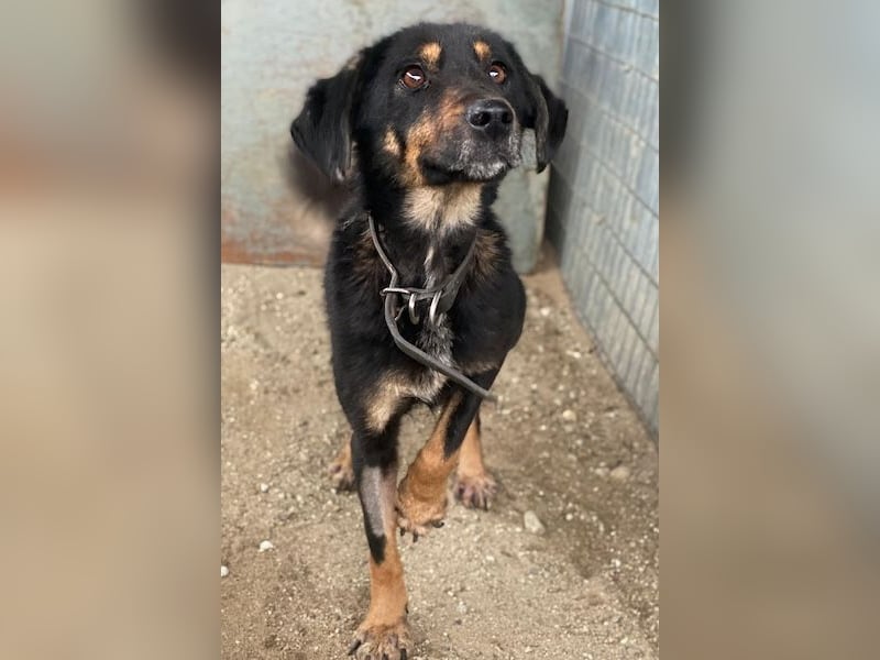 Seli, geb. ca. 02/2021, lebt in GRIECHENLAND, auf einer privaten Pflegestelle