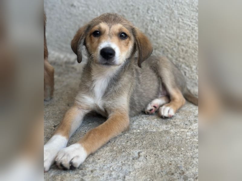 Louis, geb. ca. 04/2026, lebt in GRIECHENLAND, im städt. Tierheim Serres