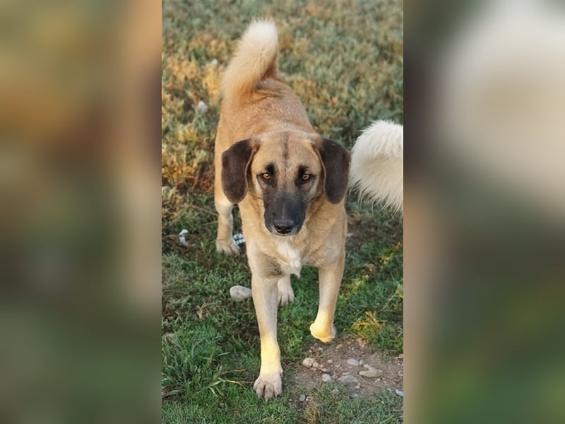 Fritz, geb. ca. 05/2022, lebt in GRIECHENLAND, im städt. Tierheim Serres