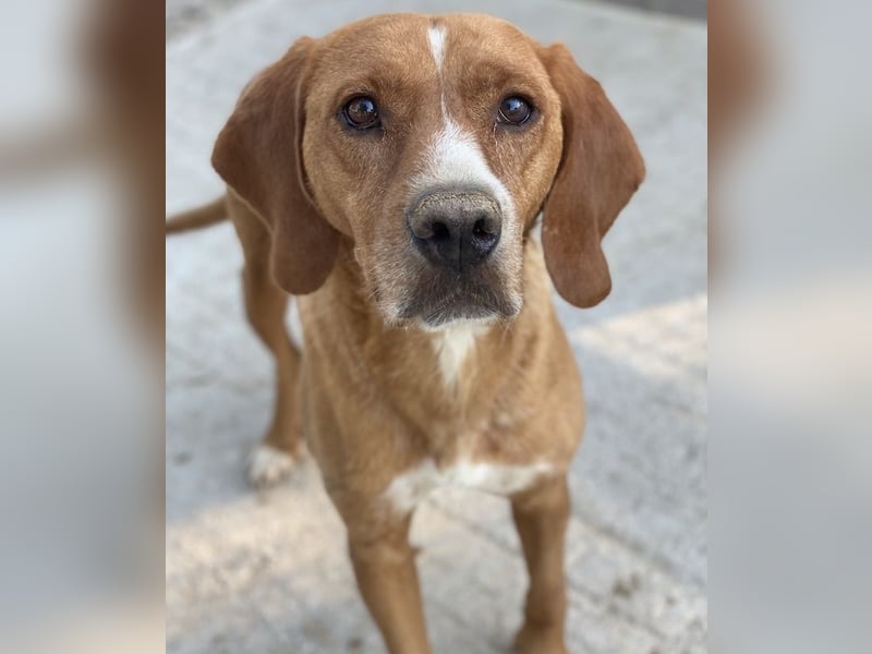 Elma, geb. ca. 03/2021, lebt in GRIECHENLAND, im städt. Tierheim Serres