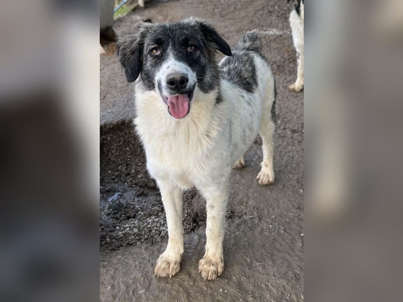 Hoya, geb. ca. 04/2022, lebt in GRIECHENLAND, im städt. Tierheim Serres