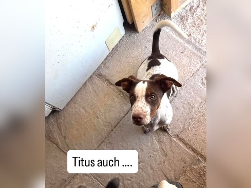 Titus geb. ca. 04/2025, lebt in GRIECHENLAND, auf einer privaten Pflegestelle