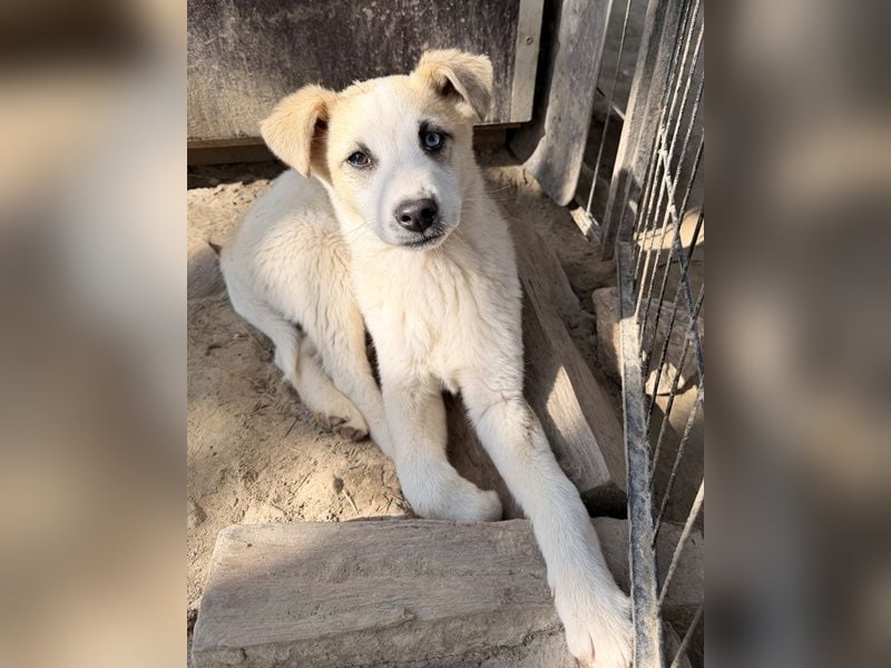 Maple, geb. ca. 12/2025, lebt auf einer Pflegestelle in 52531 Übach-Palenberg