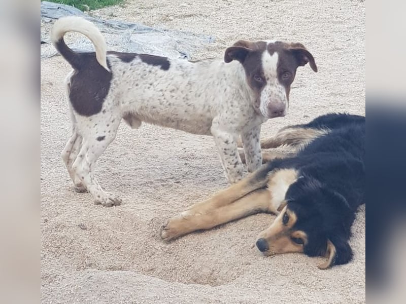 Titus geb. ca. 04/2025, lebt in GRIECHENLAND, auf einer privaten Pflegestelle