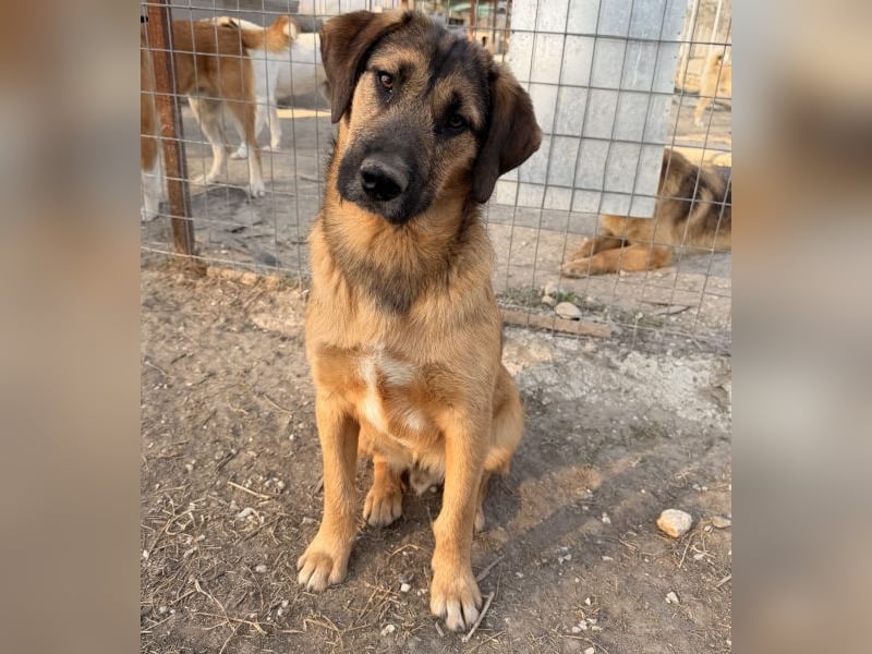 Maverick, geb. ca. 07/2025, lebt in GRIECHENLAND, im städt. Tierheim Serres