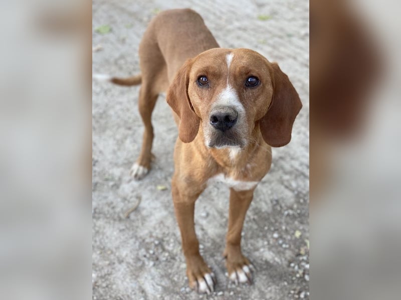 Elma, geb. ca. 03/2021, lebt in GRIECHENLAND, im städt. Tierheim Serres