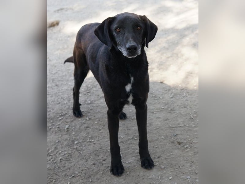 Chelion, geb. ca. 11/2018, lebt in GRIECHENLAND, im städt. Tierheim Serres