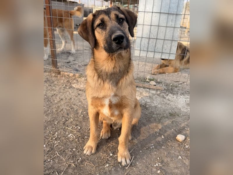 Maverick, geb. ca. 07/2025, lebt in GRIECHENLAND, im städt. Tierheim Serres