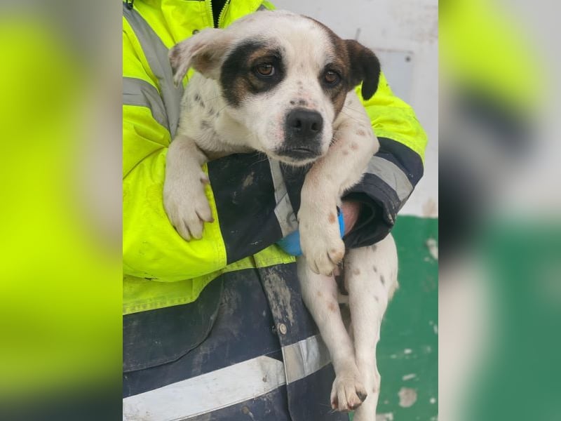 Eva, geb. ca.12/2024, lebt in GRIECHENLAND, auf einer privaten Pflegestelle