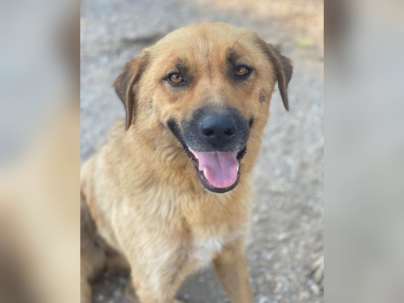 Tavina, geb. ca. 08/2024, lebt in GRIECHENLAND, im städt. Tierheim Serres