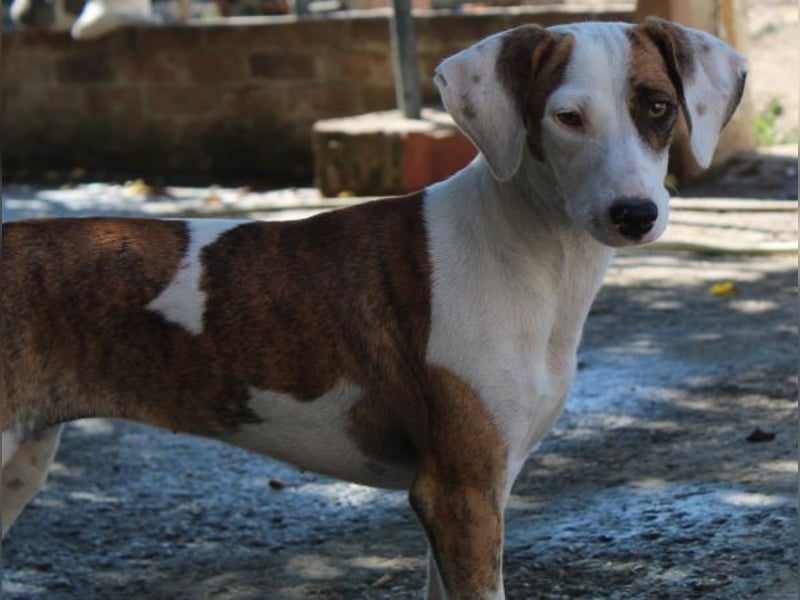 Nivara, geb. ca. 11/2024, lebt in GRIECHENLAND, auf einer privaten Pflegestelle