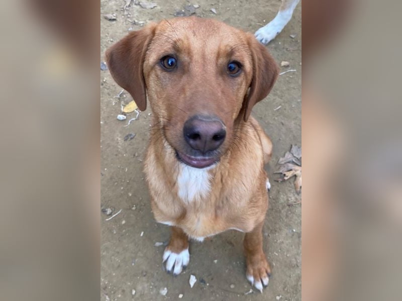 Karamell, geb. ca. 06/2025, lebt in GRIECHENLAND, auf einer privaten Pflegestelle