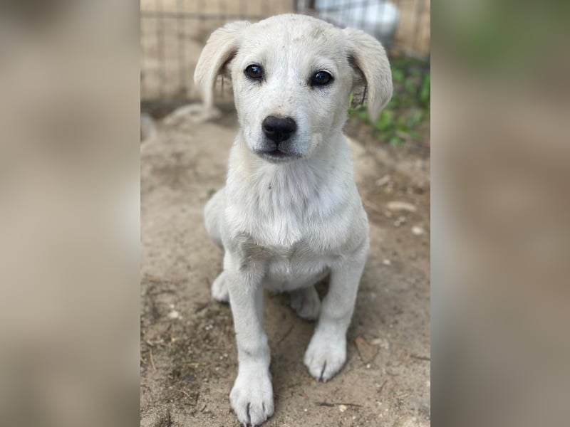 Mochina, geb. ca. 01/2026, lebt in GRIECHENLAND, auf einer privaten Pflegestelle