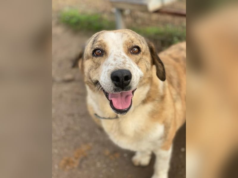 Philina, geb. ca. 11/2019, lebt in GRIECHENLAND, im städt. Tierheim Serres