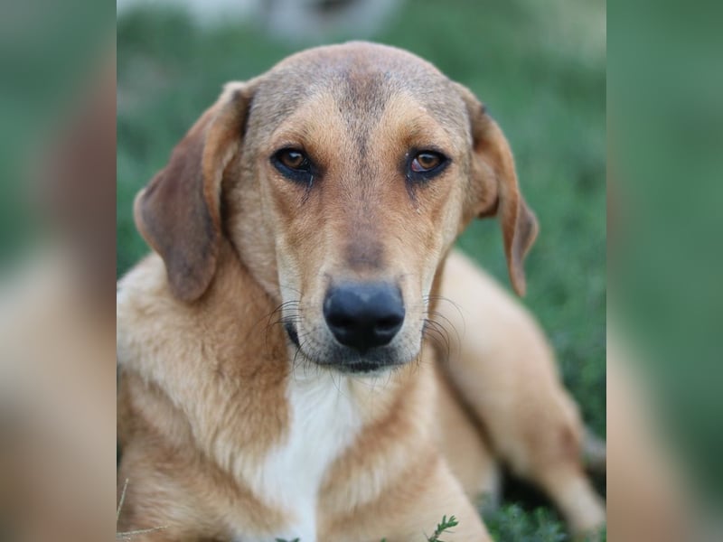 Henning, geb. ca. 12/2023, lebt in GRIECHENLAND, im städt. Tierheim Serres