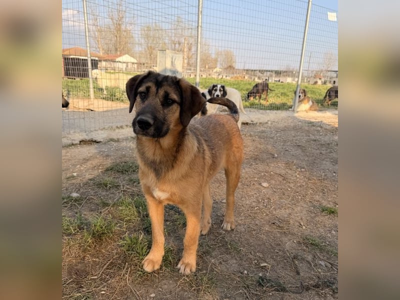 Maverick, geb. ca. 07/2025, lebt in GRIECHENLAND, im städt. Tierheim Serres