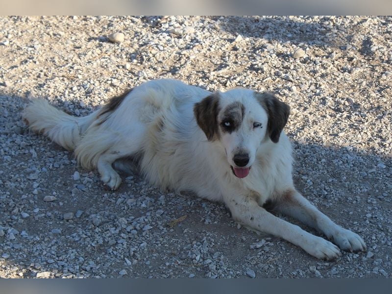 Vesta, geb. ca. 09/2023, lebt in GRIECHENLAND, im städt. Tierheim Serres