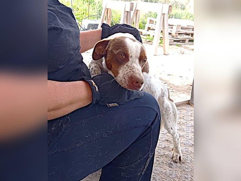 Titus geb. ca. 04/2025, lebt in GRIECHENLAND, auf einer privaten Pflegestelle