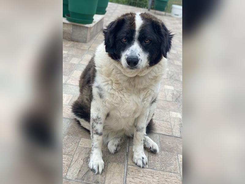 Linda, geb. ca. 09/2015, lebt in GRIECHENLAND, auf einer privaten Pflegestelle