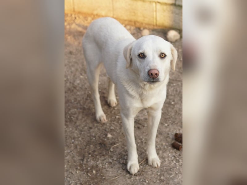 Gianna, geb. ca. 02/2022, lebt in GRIECHENLAND, im städt. Tierheim Serres