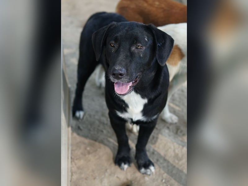 Ria, geb. ca. 10/2024, lebt in GRIECHENLAND, im städt. Tierheim Serres