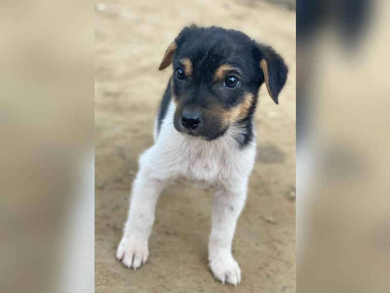 Caien, geb. ca. 10/2025, lebt auf einer Pflegestelle in 49176 Hilter