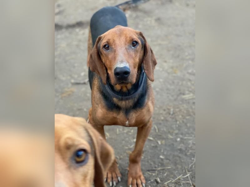 Abaluga, geb. ca. 01/2024, lebt in GRIECHENLAND, auf einer privaten Pflegestelle, Vermittlungshilf