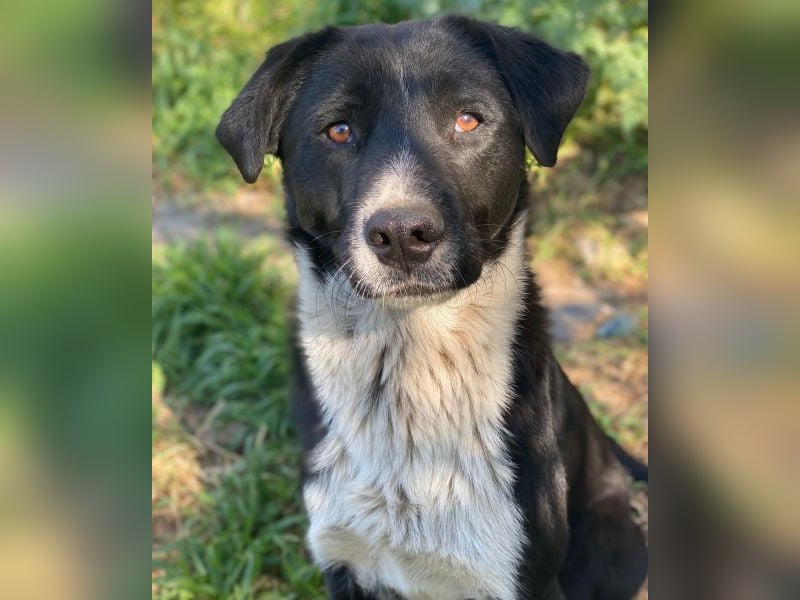 Sora,  geb. ca 03/2025, lebt in GRIECHENLAND, auf einer privaten Pflegestelle