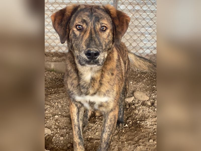 Fiyero, geb. ca. 07/2025, lebt in GRIECHENLAND, im städt. Tierheim Serres