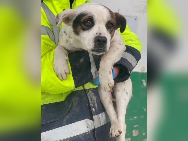 Eva, geb. ca.12/2024, lebt in GRIECHENLAND, auf einer privaten Pflegestelle