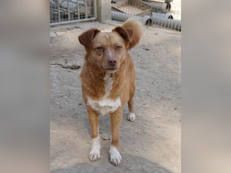 Rosalie, geb. ca. 12/2022, lebt in GRIECHENLAND, auf einer privaten Pflegestelle