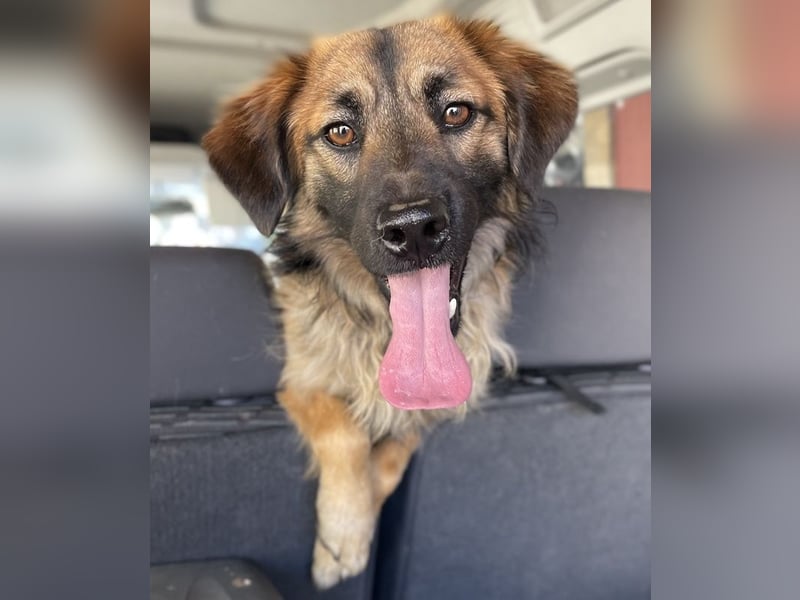 Strolch, geb. ca. 04/2024, lebt auf einer Pflegestelle in 71272 Renningen