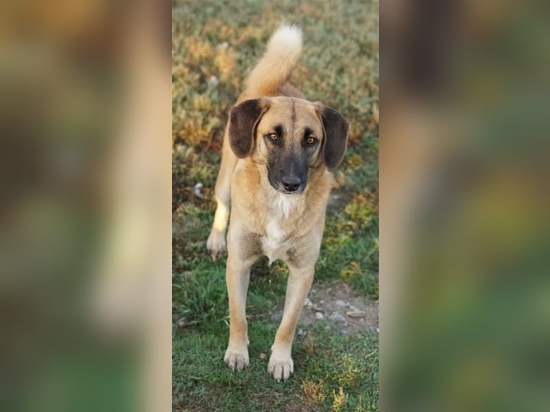 Fritz, geb. ca. 05/2022, lebt in GRIECHENLAND, im städt. Tierheim Serres