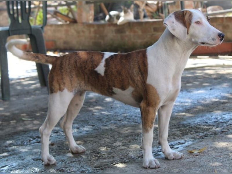 Nivara, geb. ca. 11/2024, lebt in GRIECHENLAND, auf einer privaten Pflegestelle