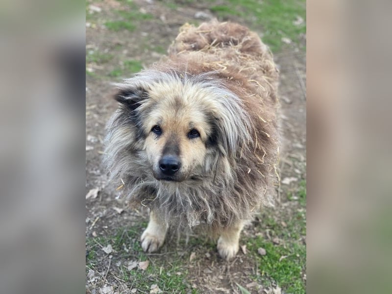 Mandy Lou geb. ca. 11/2020, lebt in GRIECHENLAND, auf einer privaten Pflegestelle