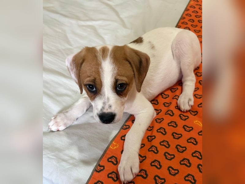 Sprite, geb. ca. 11/2025, lebt in GRIECHENLAND, auf einer privaten Pflegestelle