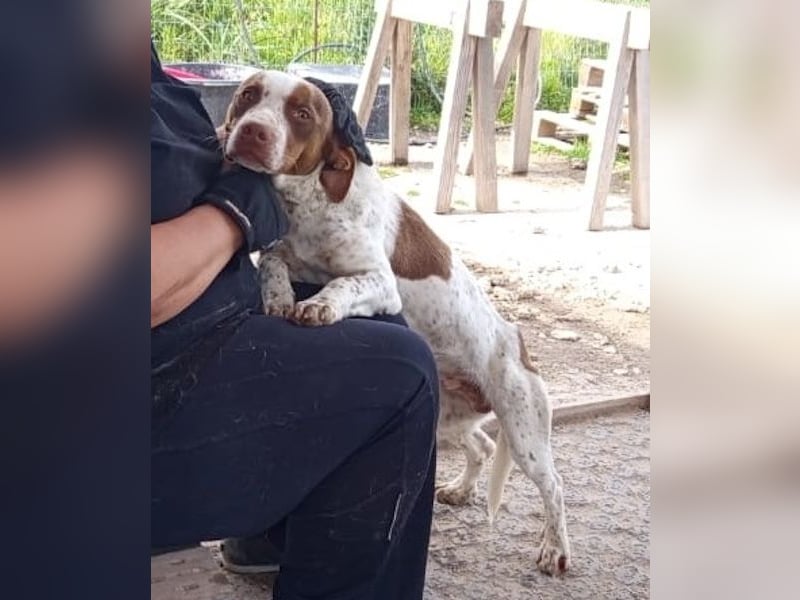 Titus geb. ca. 04/2025, lebt in GRIECHENLAND, auf einer privaten Pflegestelle