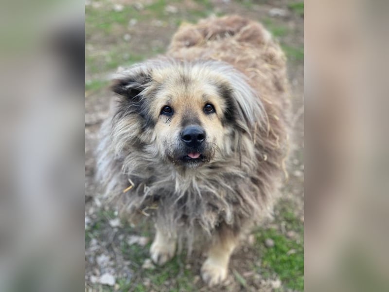 Mandy Lou geb. ca. 11/2020, lebt in GRIECHENLAND, auf einer privaten Pflegestelle