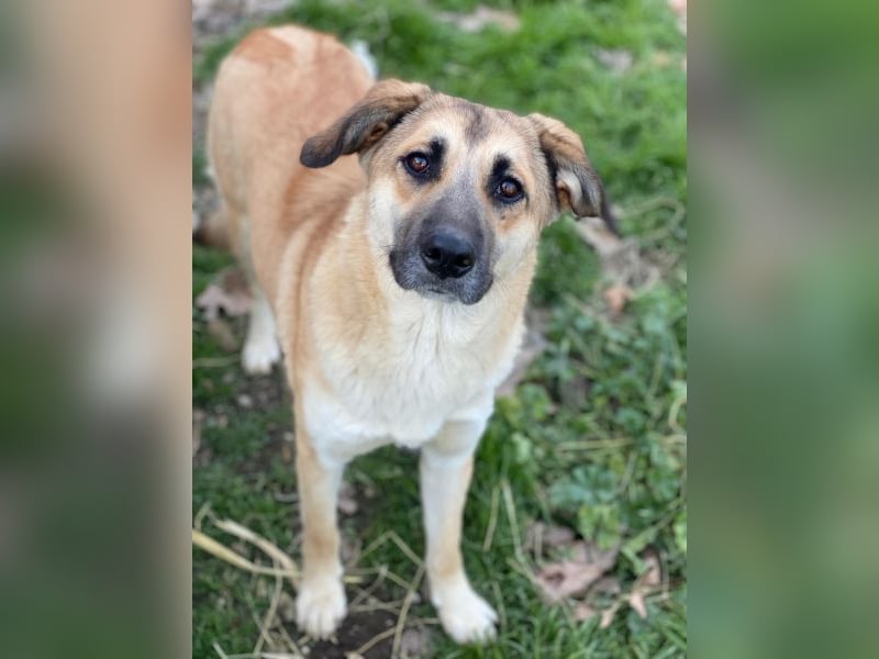 Heraya, geb. ca. 02/2025, lebt in GRIECHENLAND, auf einer privaten Pflegestelle