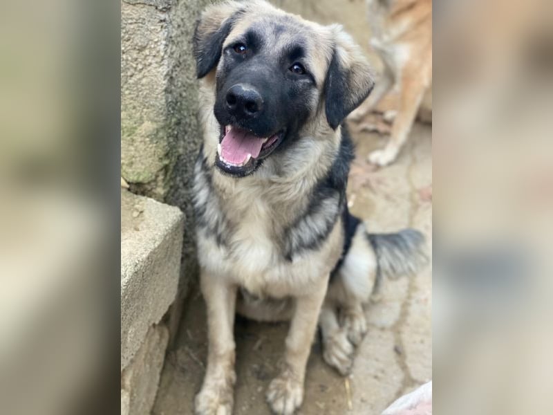 Anakin, geb. ca. 03/2025, lebt in GRIECHENLAND, auf einer privaten Pflegestelle