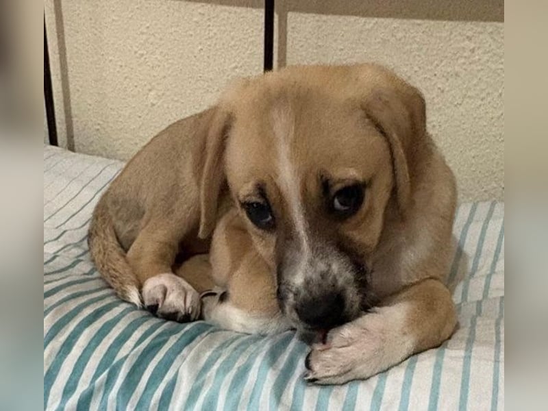 Cola, geb. ca. 11/2025, lebt in GRIECHENLAND, auf einer privaten Pflegestelle