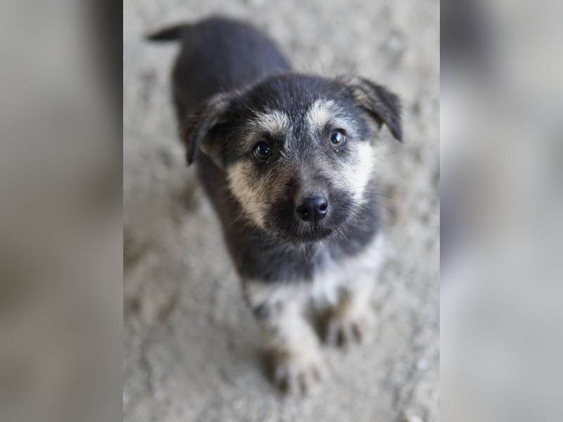 Hossam, geb. ca. 01/2026, lebt in GRIECHENLAND, auf einer privaten Pflegestelle