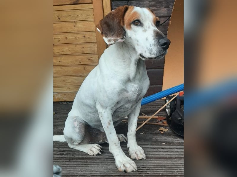 Zack, geb. ca. 10/2022, lebt auf einer Pflegestelle in 23556 Lübeck