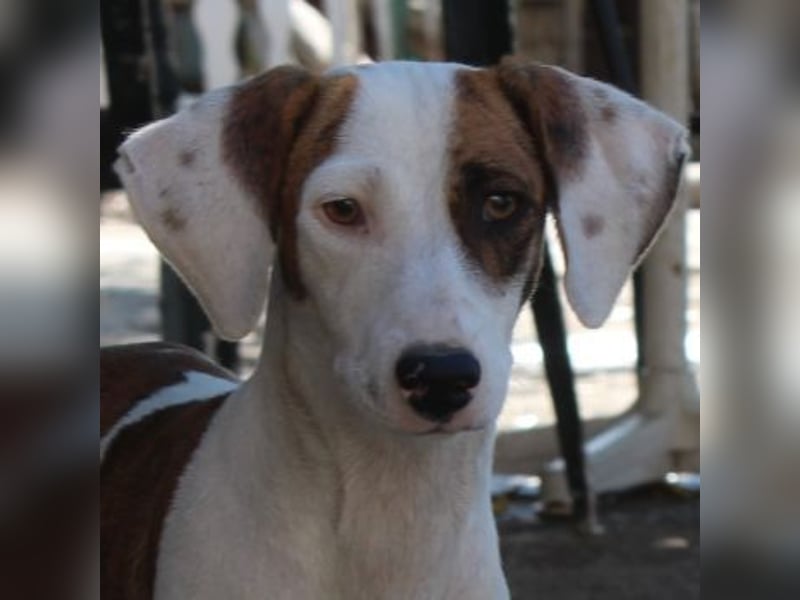 Nivara, geb. ca. 11/2024, lebt in GRIECHENLAND, auf einer privaten Pflegestelle