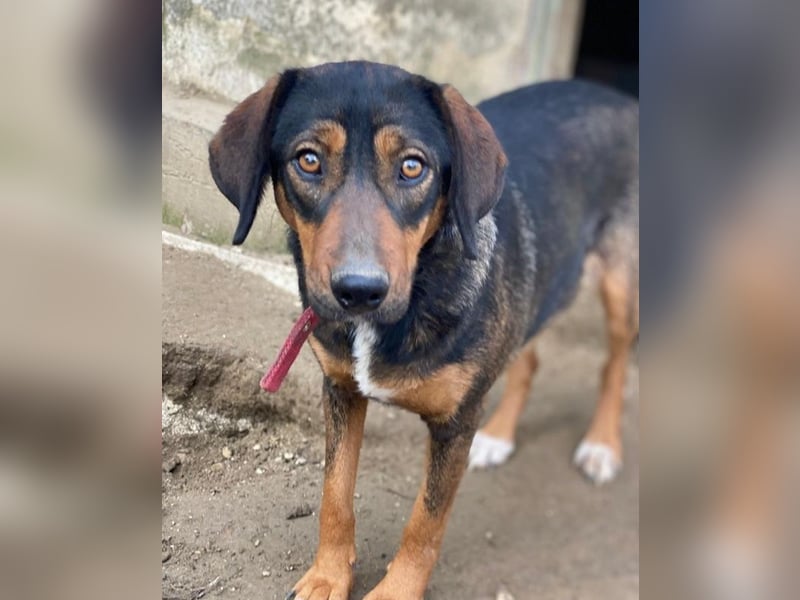 Zona, geb. ca. 11/2022, lebt in GRIECHENLAND, auf einer privaten Pflegestelle